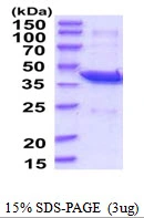 3microg Human PAFAH2 protein (GTX67609-pro) by SDS-PAGE under reducing condition and visualized by coomassie blue stain. 3microg Human PAFAH2 protein (GTX67609-pro) by SDS-PAGE under reducing condition and visualized by coomassie blue stain.