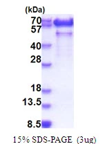3microg Human Paralemmin protein (GTX67611-pro) by SDS-PAGE under reducing condition and visualized by coomassie blue stain. 3microg Human Paralemmin protein (GTX67611-pro) by SDS-PAGE under reducing condition and visualized by coomassie blue stain.