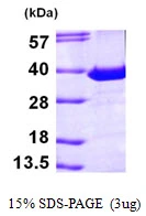 3microg Human PITPN / PITP alpha protein (GTX67638-pro) by SDS-PAGE under reducing condition and visualized by coomassie blue stain.