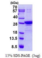 3microg Human POLR2E protein (GTX67649-pro) by SDS-PAGE under reducing condition and visualized by coomassie blue stain. 3microg Human POLR2E protein (GTX67649-pro) by SDS-PAGE under reducing condition and visualized by coomassie blue stain.