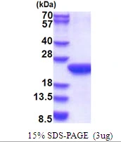 3?g Human POLR2F protein (GTX67650-pro) by SDS-PAGE under reducing condition and visualized by coomassie blue stain.