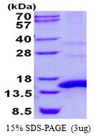 3microg Human POLR2J protein (GTX67653-pro) by SDS-PAGE under reducing condition and visualized by coomassie blue stain. 3microg Human POLR2J protein (GTX67653-pro) by SDS-PAGE under reducing condition and visualized by coomassie blue stain.