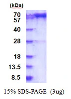 3?g Human Prolyl Endopeptidase protein (GTX67667-pro) by SDS-PAGE under reducing condition and visualized by coomassie blue stain.