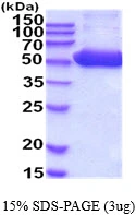 3microg Human PSMD5 protein (GTX67698-pro) by SDS-PAGE under reducing condition and visualized by coomassie blue stain. 3microg Human PSMD5 protein (GTX67698-pro) by SDS-PAGE under reducing condition and visualized by coomassie blue stain.