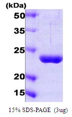 3microg Human PSMD10 protein (GTX67700-pro) by SDS-PAGE under reducing condition and visualized by coomassie blue stain.