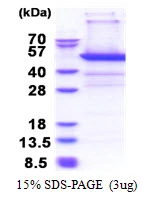 3microg Human PSMD11 protein (GTX67701-pro) by SDS-PAGE under reducing condition and visualized by coomassie blue stain. 3microg Human PSMD11 protein (GTX67701-pro) by SDS-PAGE under reducing condition and visualized by coomassie blue stain.