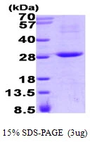 3microg Human RGS16 protein (GTX67750-pro) by SDS-PAGE under reducing condition and visualized by coomassie blue stain. 3microg Human RGS16 protein (GTX67750-pro) by SDS-PAGE under reducing condition and visualized by coomassie blue stain.