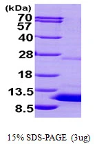 3?g Human S100P protein (GTX67801-pro) by SDS-PAGE under reducing condition and visualized by coomassie blue stain.