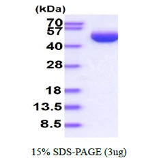 3microg Human SerpinB3 protein (GTX67805-pro) by SDS-PAGE under reducing condition and visualized by coomassie blue stain. 3microg Human SerpinB3 protein (GTX67805-pro) by SDS-PAGE under reducing condition and visualized by coomassie blue stain.
