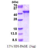 3microg Human SH3GL3 protein (GTX67817-pro) by SDS-PAGE under reducing condition and visualized by coomassie blue stain. 3microg Human SH3GL3 protein (GTX67817-pro) by SDS-PAGE under reducing condition and visualized by coomassie blue stain.