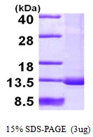 3?g Human SNRPF protein (GTX67843-pro) by SDS-PAGE under reducing condition and visualized by coomassie blue stain.