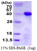 3microg Human TCEA1 protein (GTX67873-pro) by SDS-PAGE under reducing condition and visualized by coomassie blue stain. 3microg Human TCEA1 protein (GTX67873-pro) by SDS-PAGE under reducing condition and visualized by coomassie blue stain.