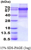 3microg Human TCF4 protein (GTX67877-pro) by SDS-PAGE under reducing condition and visualized by coomassie blue stain. 3microg Human TCF4 protein (GTX67877-pro) by SDS-PAGE under reducing condition and visualized by coomassie blue stain.