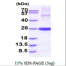 3microg Human Translin protein (GTX67903-pro) by SDS-PAGE under reducing condition and visualized by coomassie blue stain.