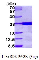 3microg Human GS1 protein (GTX67967-pro) by SDS-PAGE under reducing condition and visualized by coomassie blue stain. 3microg Human GS1 protein (GTX67967-pro) by SDS-PAGE under reducing condition and visualized by coomassie blue stain.