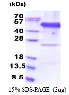 3?g Human EIF3F protein (GTX67991-pro) by SDS-PAGE under reducing condition and visualized by coomassie blue stain.