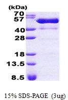 3?g Human PSTPIP1 protein (GTX68024-pro) by SDS-PAGE under reducing condition and visualized by coomassie blue stain.