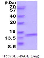 3?g Human V-ATPase F protein (GTX68043-pro) by SDS-PAGE under reducing condition and visualized by coomassie blue stain.