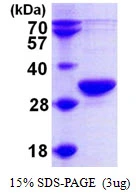 3?g Human RPP30 protein (GTX68175-pro) by SDS-PAGE under reducing condition and visualized by coomassie blue stain.