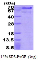 3?g Human HEXIM1 protein (GTX68181-pro) by SDS-PAGE under reducing condition and visualized by coomassie blue stain.