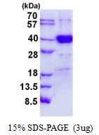 3?g Human POLR3F protein (GTX68183-pro) by SDS-PAGE under reducing condition and visualized by coomassie blue stain.