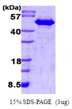 3?g Human CDC37 protein (GTX68228-pro) by SDS-PAGE under reducing condition and visualized by coomassie blue stain.