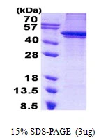 3?g Human ARC protein (GTX68320-pro) by SDS-PAGE under reducing condition and visualized by coomassie blue stain.