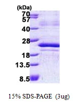 3?g Human MAFF protein (GTX68349-pro) by SDS-PAGE under reducing condition and visualized by coomassie blue stain.