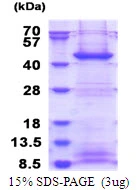 3?g Human FBXO2 protein (GTX68376-pro) by SDS-PAGE under reducing condition and visualized by coomassie blue stain.