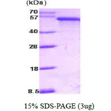 3microg Human PDCD4 protein (GTX68403-pro) by SDS-PAGE under reducing condition and visualized by coomassie blue stain.