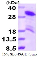 3?g Human HDGFRP3 protein (GTX68458-pro) by SDS-PAGE under reducing condition and visualized by coomassie blue stain.