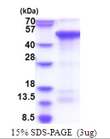 3microg Human CREBZF protein (GTX68671-pro) by SDS-PAGE under reducing condition and visualized by coomassie blue stain. 3microg Human CREBZF protein (GTX68671-pro) by SDS-PAGE under reducing condition and visualized by coomassie blue stain.