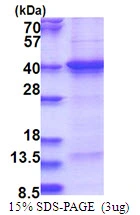 3?g Human THAP7 protein (GTX68759-pro) by SDS-PAGE under reducing condition and visualized by coomassie blue stain.