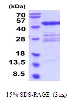 3?g Human QTRT1 protein (GTX68776-pro) by SDS-PAGE under reducing condition and visualized by coomassie blue stain.