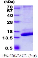 3?g Human SH3BGRL2 protein (GTX68786-pro) by SDS-PAGE under reducing condition and visualized by coomassie blue stain.