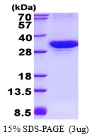3?g Human ATG10 protein (GTX68788-pro) by SDS-PAGE under reducing condition and visualized by coomassie blue stain.