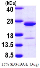 3?g Human NCALD protein (GTX68794-pro) by SDS-PAGE under reducing condition and visualized by coomassie blue stain.