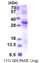 3?g Human SLAP2 protein (GTX68798-pro) by SDS-PAGE under reducing condition and visualized by coomassie blue stain.