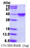 3?g Human MAF1 protein (GTX68799-pro) by SDS-PAGE under reducing condition and visualized by coomassie blue stain.