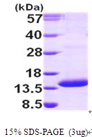3?g Human PSMG3 protein (GTX68801-pro) by SDS-PAGE under reducing condition and visualized by coomassie blue stain.