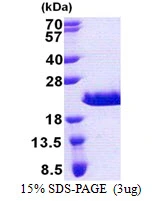 3?g Human RPA Interacting Protein protein (GTX68802-pro) by SDS-PAGE under reducing condition and visualized by coomassie blue stain.