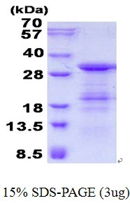 3?g Human SLD5 protein (GTX69573-pro) by SDS-PAGE under reducing condition and visualized by coomassie blue stain.