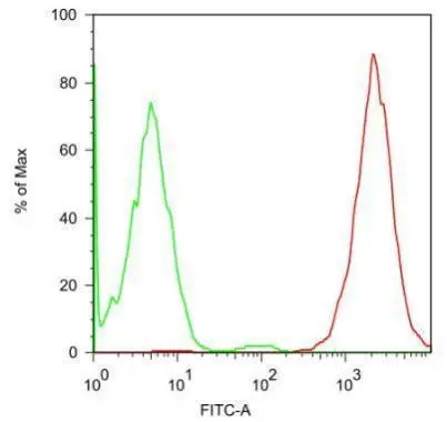 Immunofluorescent analysis of 4% PFA fixed human embryonal carcinoma cell line Tera using anti-SSEA-5 Ab (1:1000 dilution).