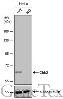 Wild-type (WT) and Chk2 knockout (KO) HeLa cell extracts (30 μg) were separated by 7.5% SDS-PAGE, and the membrane was blotted with Chk2 antibody [4B8] (GTX70100) diluted at 1:500. The HRP-conjugated anti-mouse IgG antibody (GTX213111-01) was used to detect the primary antibody.
