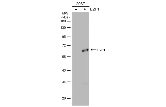 E2F1 antibody [6B5]