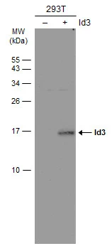 ID3 antibody [2B11]