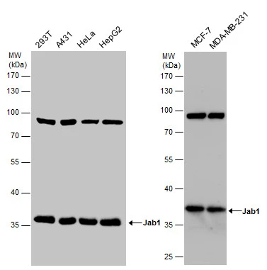 Jab1 antibody detects Jab1 protein by western blot analysis. Various whole cell extracts (30 μg) were separated by 10% SDS-PAGE, and the membrane was blotted with Jab1 antibody (GTX70203) diluted at a dilution of 1:500.