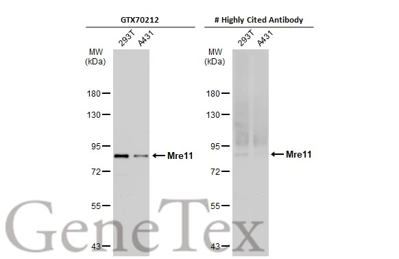 Mre11 antibody [12D7] detects Mre11 protein at nucleus by immunofluorescent analysis.