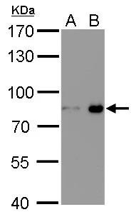 p84 antibody [5E10] (HRP) detects p84 protein by western blot analysis.