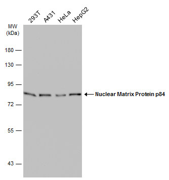 Nuclear Matrix Protein p84 antibody [5E10] detects Nuclear Matrix Protein p84 protein at nucleus by immunohistochemical analysis.